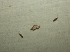 Hydrobiosidae