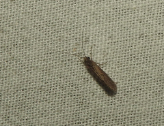 Hydrobiosidae