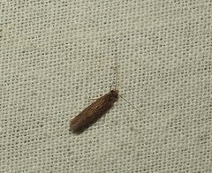 Hydrobiosidae