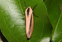 Creatonotos gangis-interrupta agg