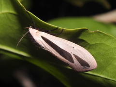 Creatonotos gangis-interrupta agg