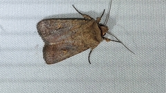 Proteuxoa tetronycha