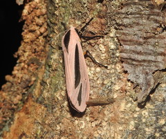 Creatonotos gangis-interrupta agg