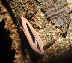 Creatonotos gangis-interrupta agg