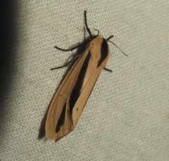 Creatonotos gangis-interrupta agg