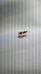 Meteorus pulchricornis