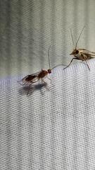 Meteorus pulchricornis