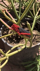 Phymateus morbillosus