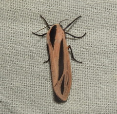 Creatonotos gangis-interrupta agg