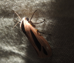 Creatonotos gangis-interrupta agg