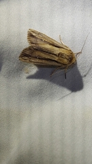 Leucania stenographa