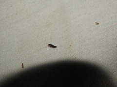 Lonchoptera bifurcata