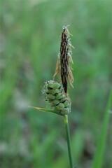 Carex tomentosa