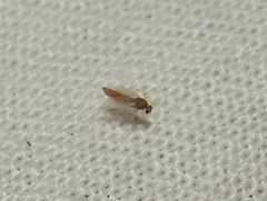 Lonchoptera bifurcata