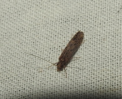 Hydrobiosidae