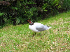 Chroicocephalus maculipennis