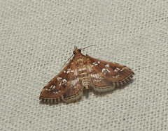 Epipagis peritalis