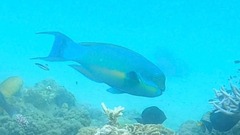 Chlorurus microrhinos