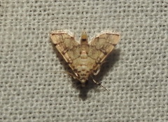 Lamprosema