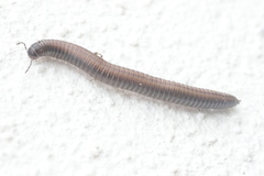 Ommatoiulus sabulosus