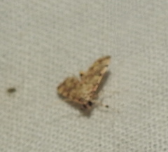Lamprosema