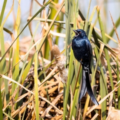 Dicrurus macrocercus