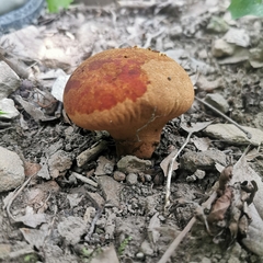 Calvatia boninensis