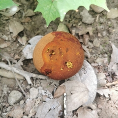 Calvatia boninensis