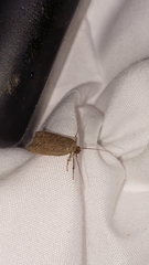 Phaeosaces apocrypta