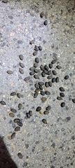 Naemorhedus caudatus