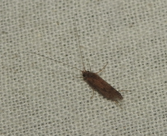 Annulipalpia