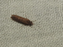 Annulipalpia