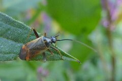 Adelphocoris seticornis
