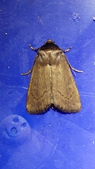 Bityla defigurata