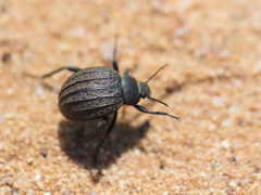 Pimeliinae