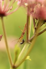 Zelus cervicalis