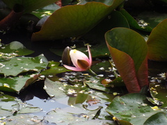 Nymphaea