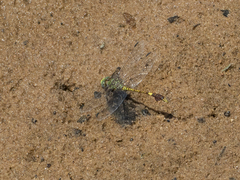 Paragomphus elpidius