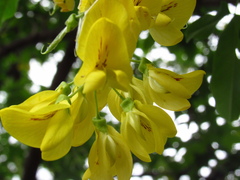 Laburnum anagyroides