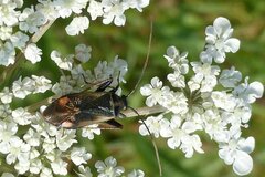 Adelphocoris seticornis