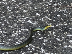 Dendrelaphis punctulatus