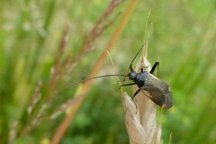 Adelphocoris seticornis
