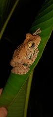 Boana platanera
