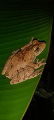 Boana platanera