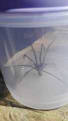 Tegenaria ferruginea