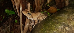 Boana platanera