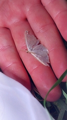 Orthoclydon praefectata