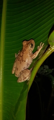 Boana platanera