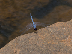 Trithemis donaldsoni