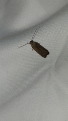 Phaeosaces apocrypta